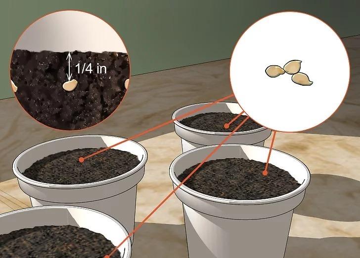 biber tohumdan nasıl ekilir