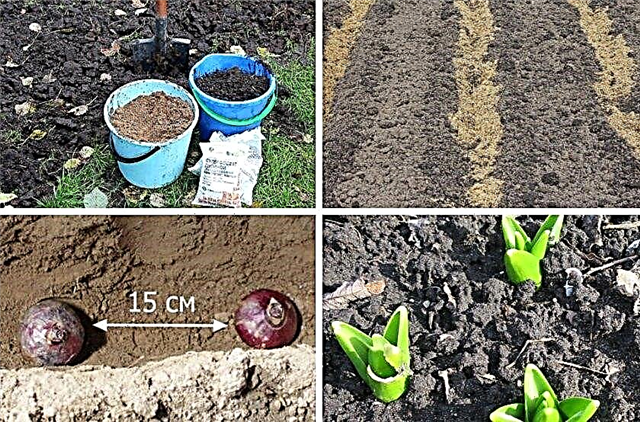 sümbül soğanı nasıl ekilir