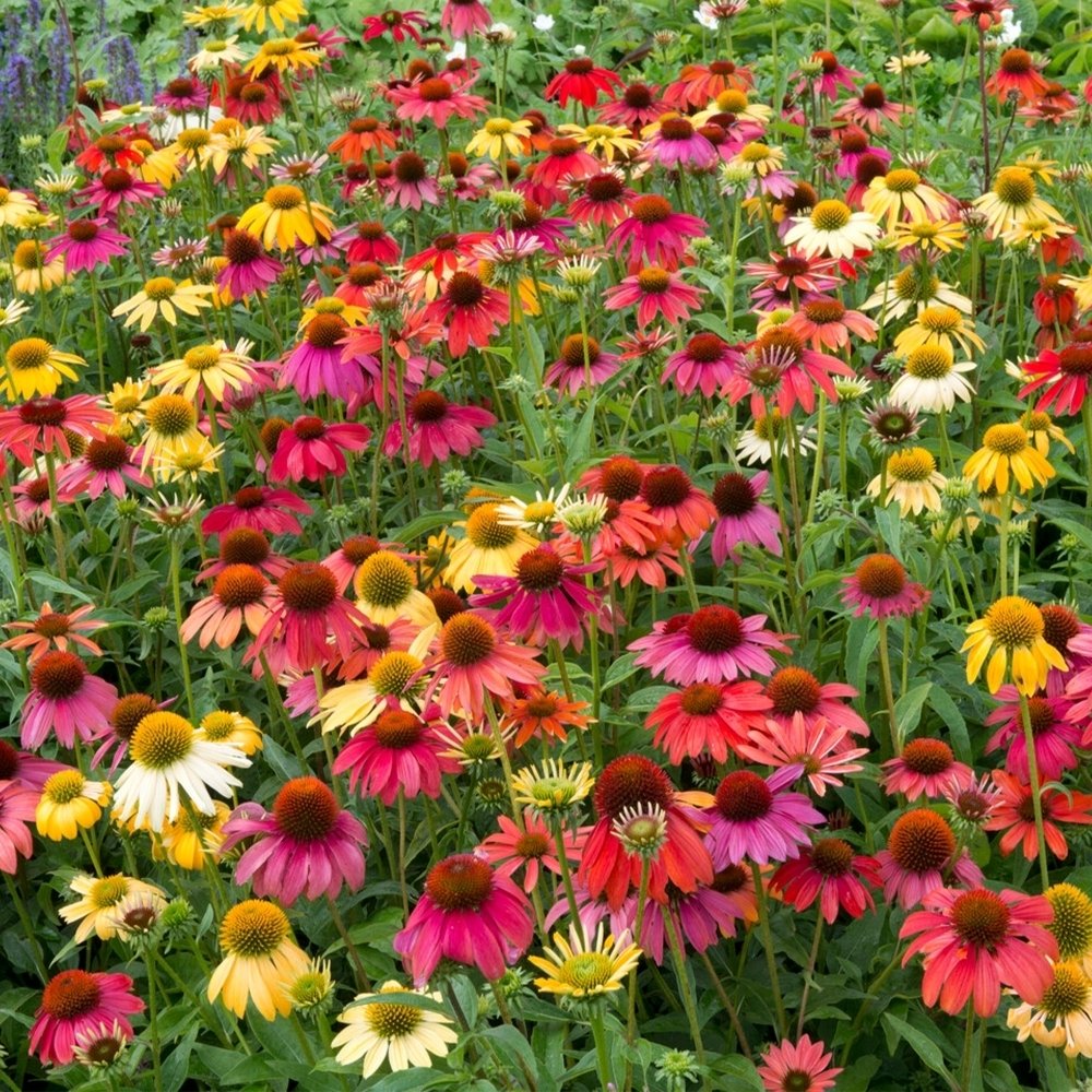 Coneflower