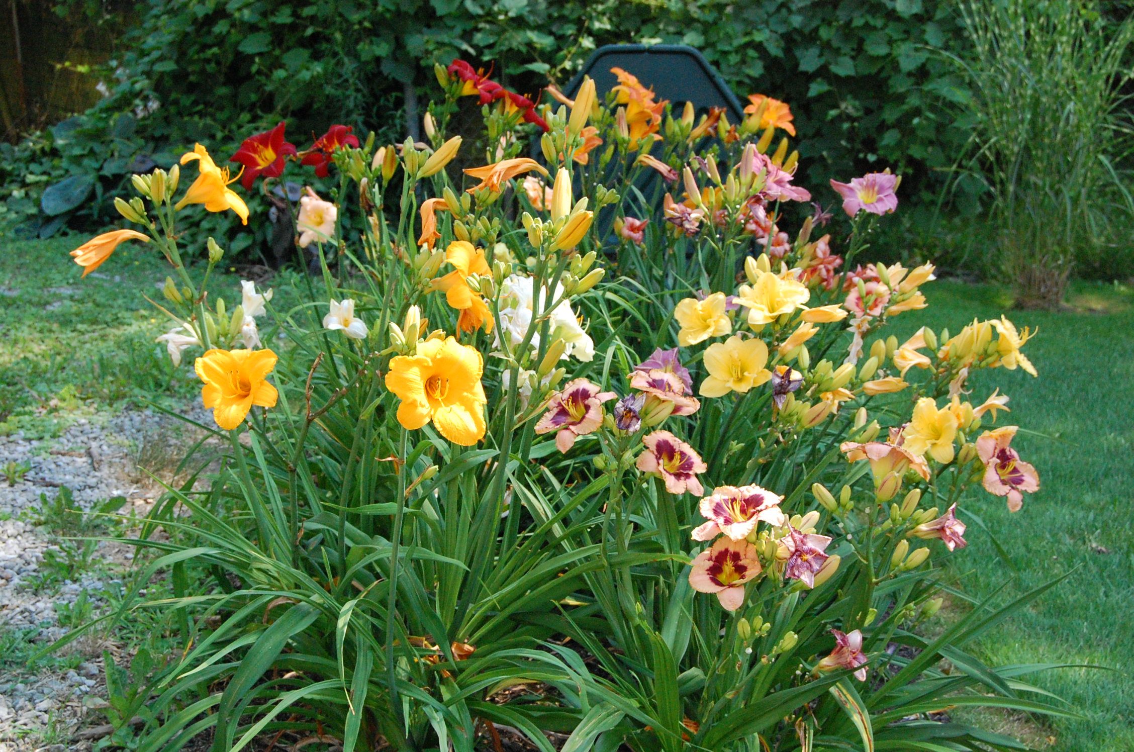 daylily