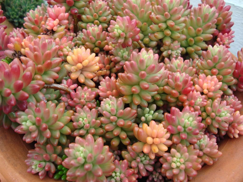 sedum