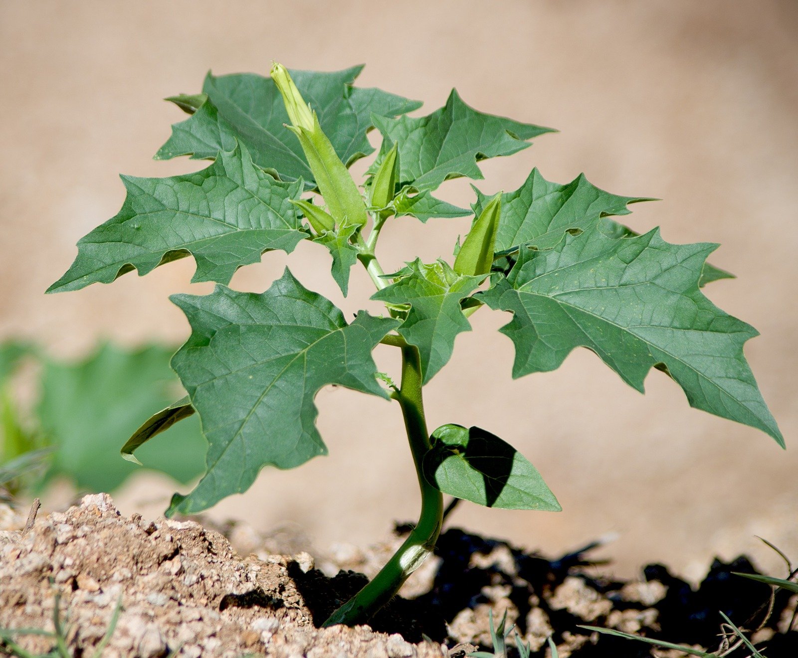 datura tohum ekimi